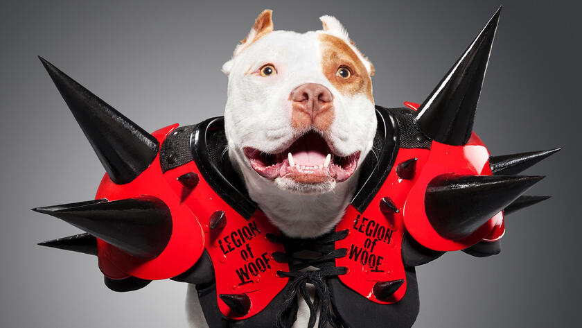 Небольшой фотосет от WWE: собаки рестлеров
