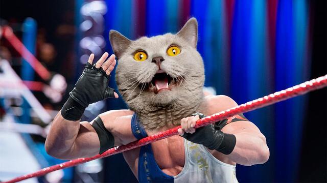 WWE Photo